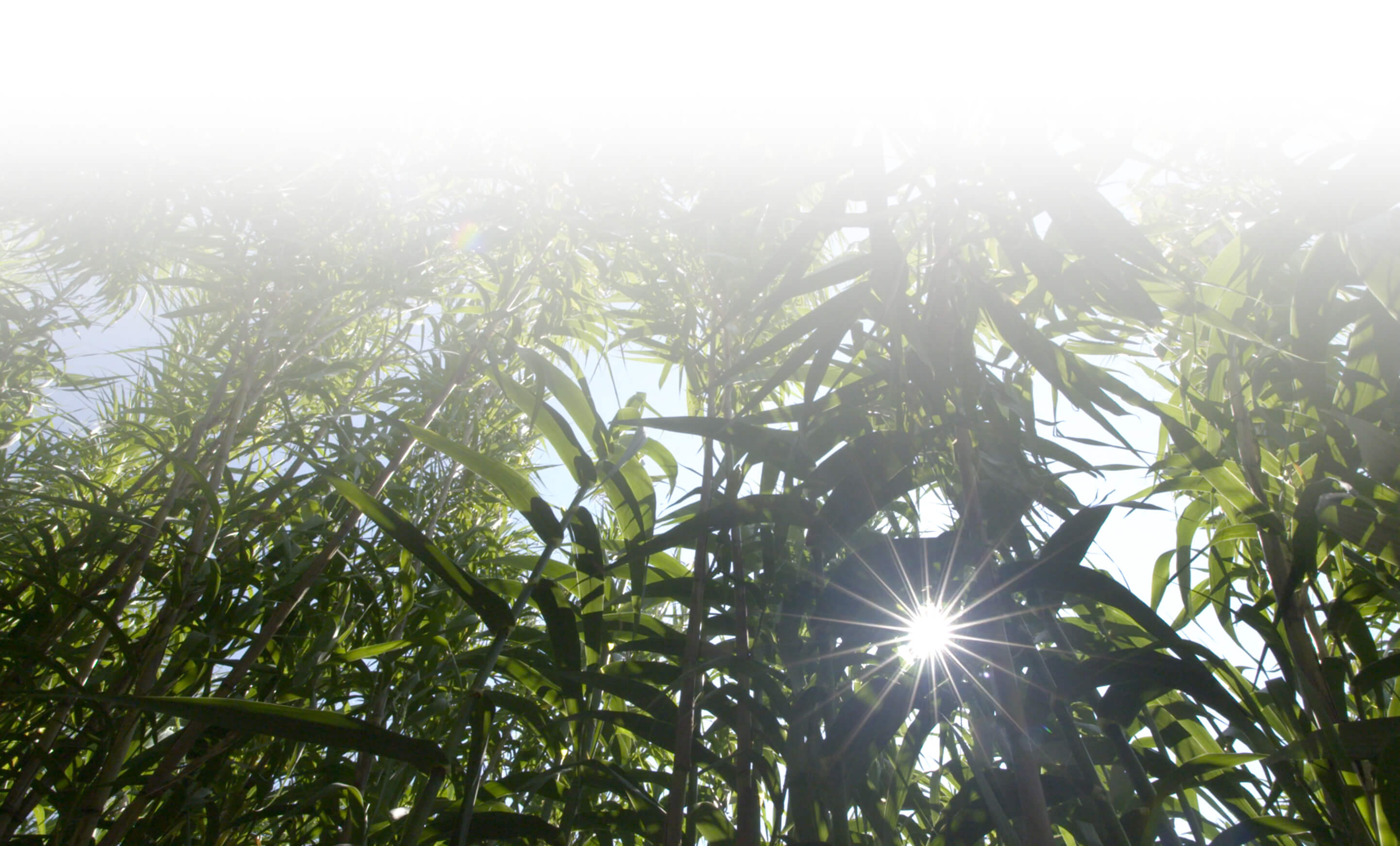 Breathe Easy, Chemical-Free