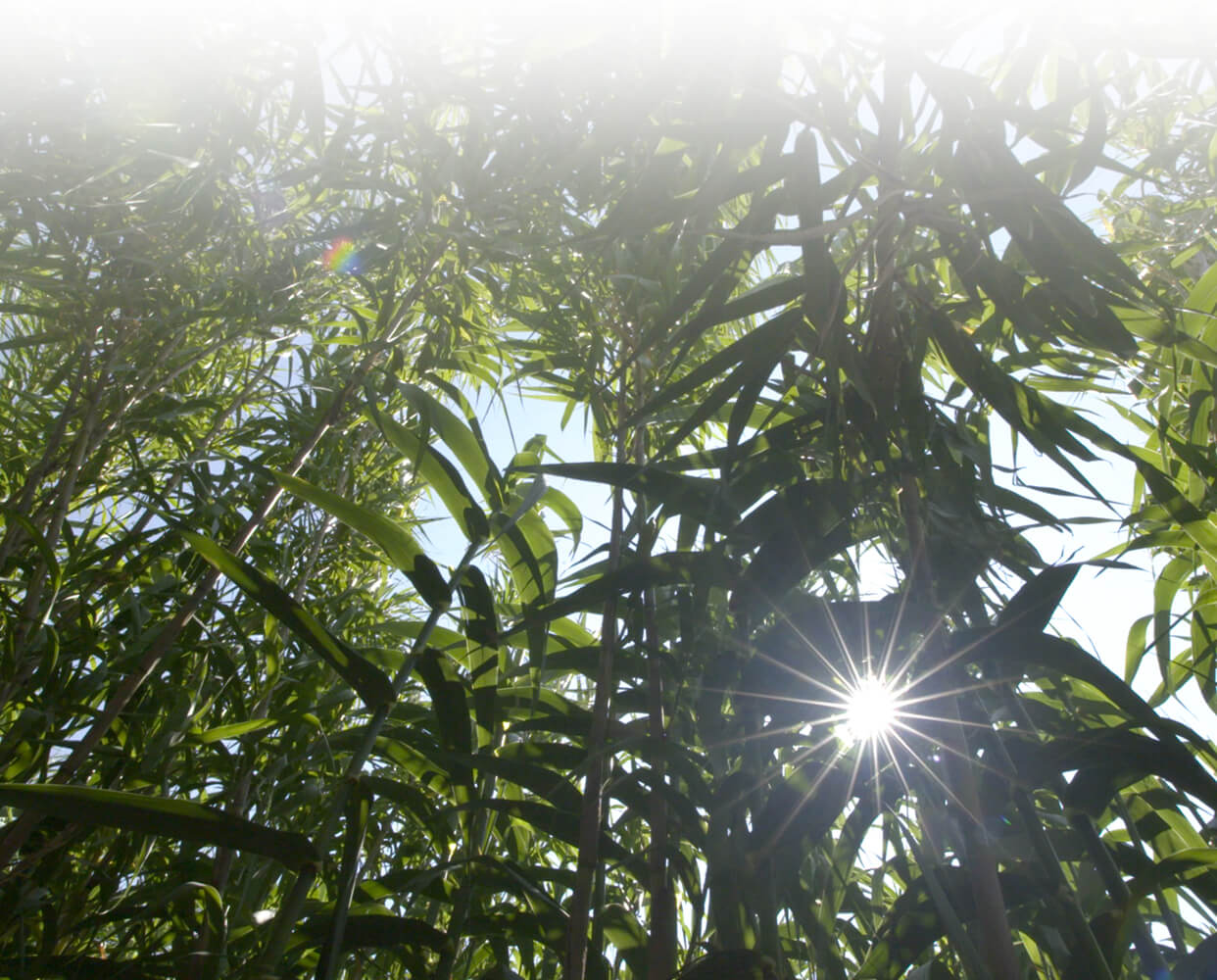 Breathe Easy, Chemical-Free